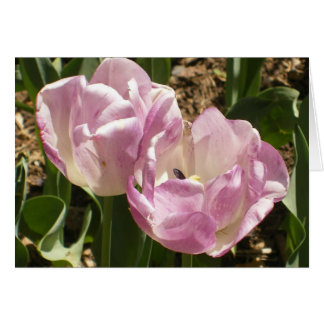 Cartão Tulipas roxas do Central Park