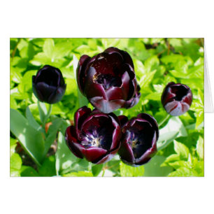 Cartão Tulipas Roxas Negras Da Foto Holandesa