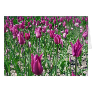 Cartão Tulipas Roxas Regais