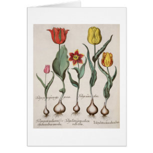 Cartão Tulipas: rubens dos maculis do lutea 1.Tulipa; au