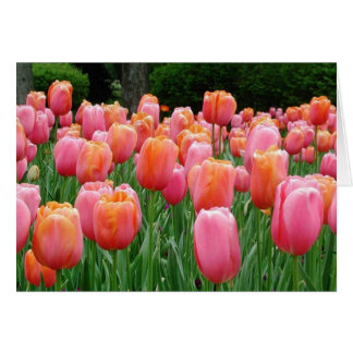 Cartão Tulipas, tulipas, tulipas