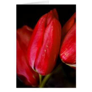 Cartão Tulipas Vermelhas