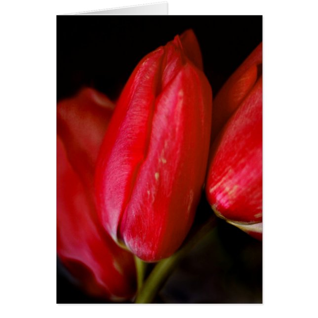 Cartão Tulipas Vermelhas (Frente)