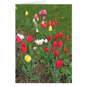Cartão Tulipas vermelhas, cor-de-rosa, brancas e amarelas