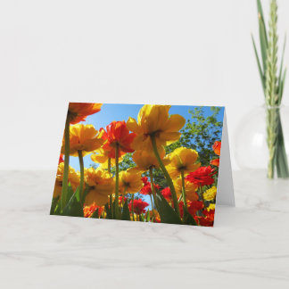Cartão Tulips 8 Blank Greeting Card