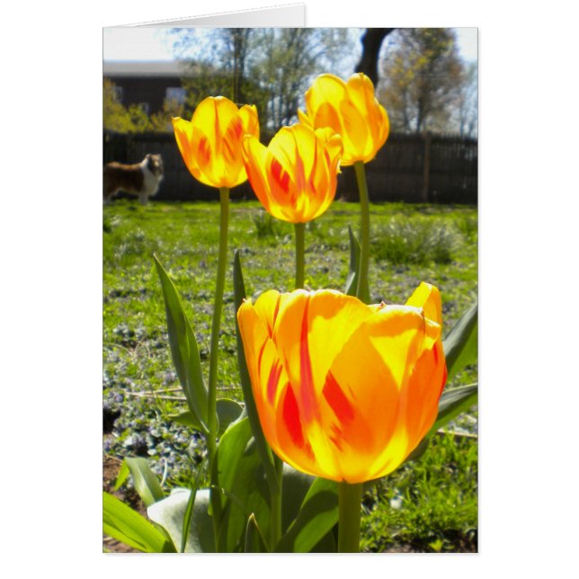 CARTÃO TULIPS (& A COLLIE) (Frente)