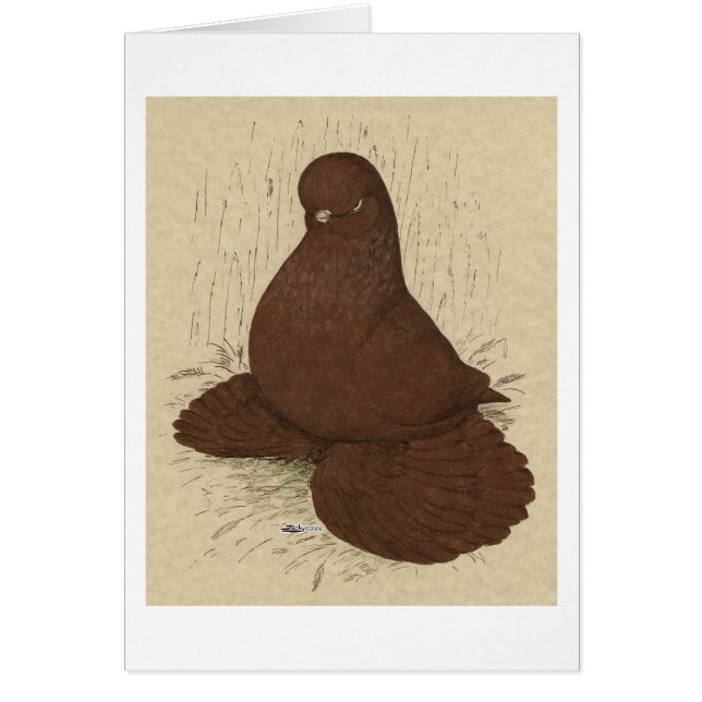 Cartão Tumbler Pigeon Muffed Red (Frente)