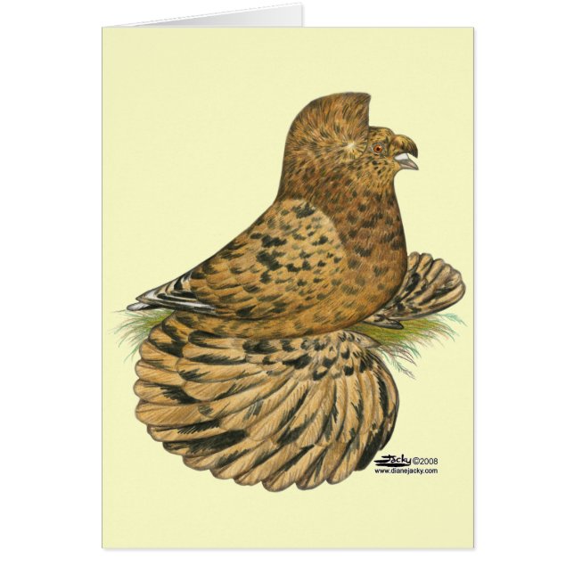 Cartão Tumpeter Pigeon Almond (Frente)