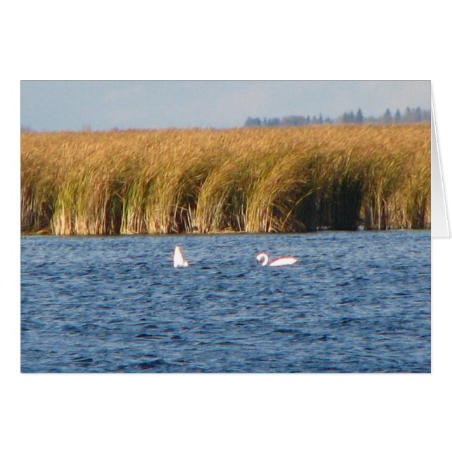 Cartão Tundra Swans (Frente Horizontal)