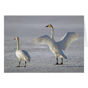 Cartão Tundra Swans (Cygnus columbianus)