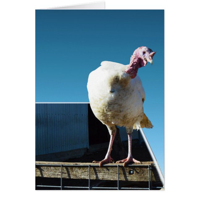 Cartão Turca Popout Art, (Frente)