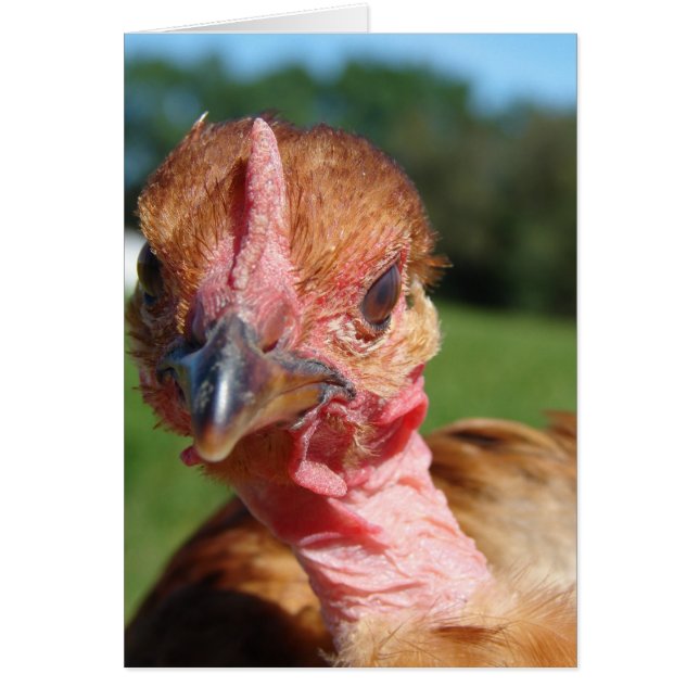 Cartão Turcomin Pullet (Frente)