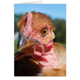 Cartão Turcomin Pullet