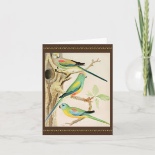 Cartão Turquoise Parakeet