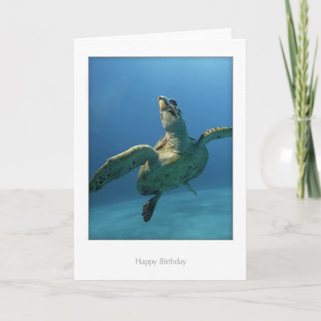 Cartão Turtle Birthday Card (Frente)