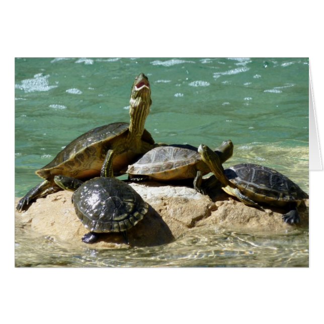 Cartão Turtle Family (Frente horizontal)