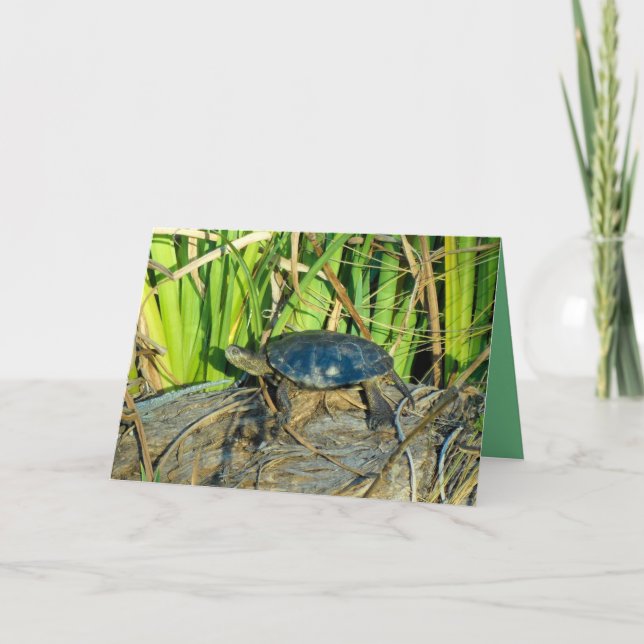 Cartão Turtle in the Sun Greeting Card (Frente)