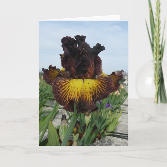 CARTÃO "TUSCAN SUMMER" BLANK IRIS GREETING CARD (Frente)