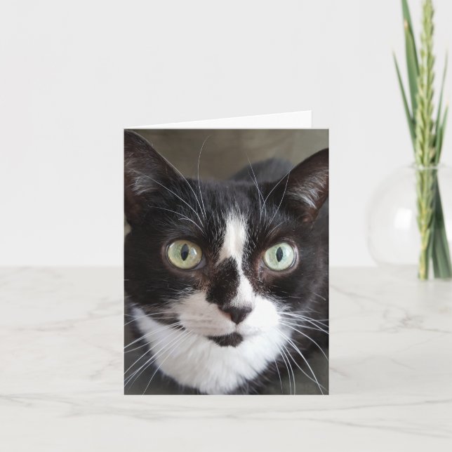 Cartão Tuxedo Cat (Frente)