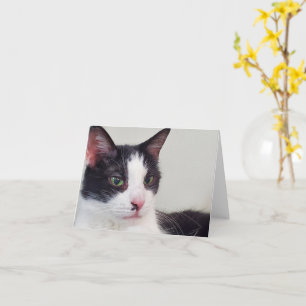 Cartão Tuxedo cat