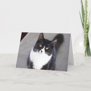 Cartão Tuxedo Cat Greeting Card