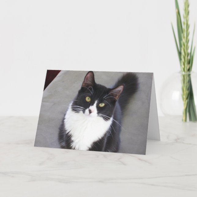Cartão Tuxedo Cat Greeting Card (Frente)