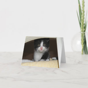Cartão Tuxedo kitten