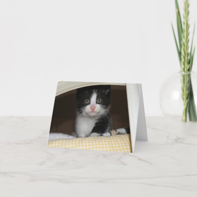 Cartão Tuxedo kitten (Frente)