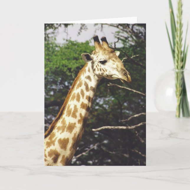 Cartão Twiga Masai (Masai Giraffe) (Frente)