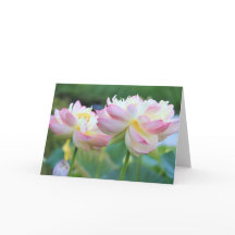 Two beautiful lotus flowers