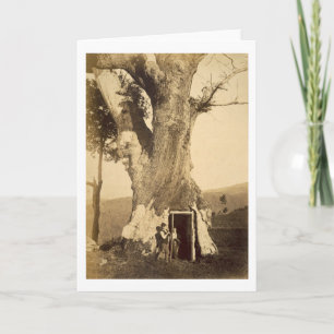 Cartão Two boys at the doorway of their treehouse, c.1870