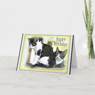 Cartão Two cute kittens  Birthday card