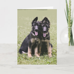 Cartão Two German Shepherd Pups