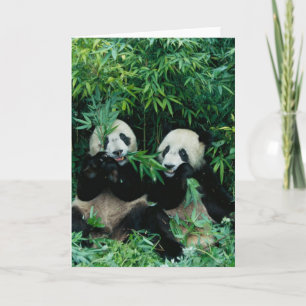 Cartão Two pandas eating bamboo together, Wolong