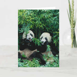 Cartão Two pandas eating bamboo together, Wolong, 2
