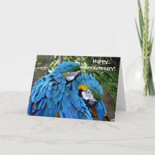 Cartão Two Parrots Happy Anniversary Greeting Card