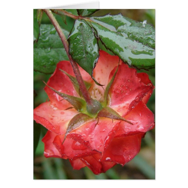 Cartão Última Rosa (Frente)