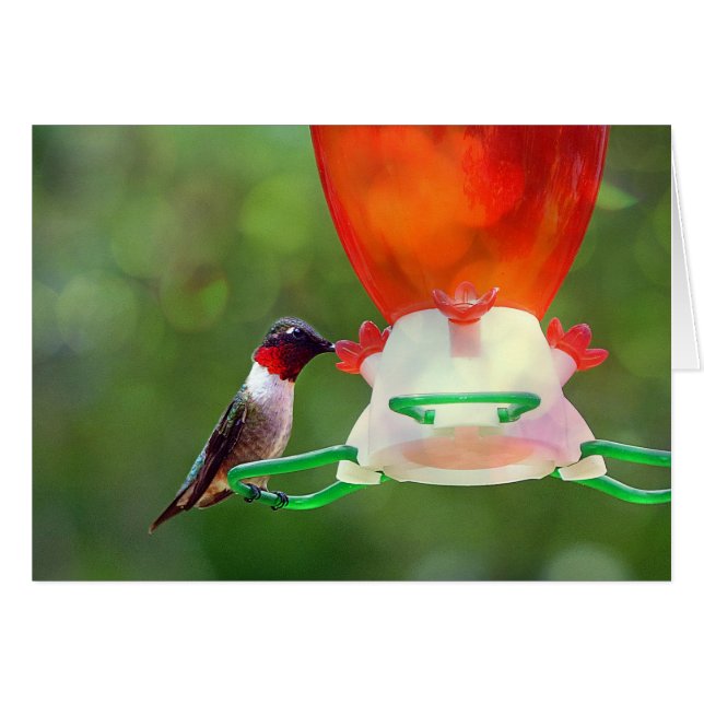 Cartão Um beija-flor robusto (Frente Horizontal)