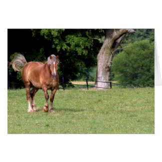 Cartão Um Belo Cavalo