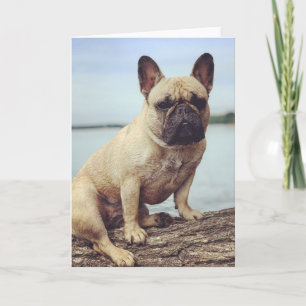 Cartão Um Buldogue Francês