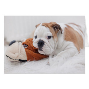 Cartão Um Cachorro Inglês Brincando Com Um Cachorro