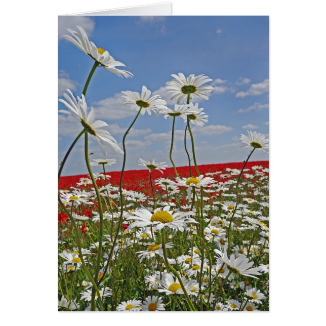 Cartão Um campo agrícola de margaridas brancas de olhos a (Frente)