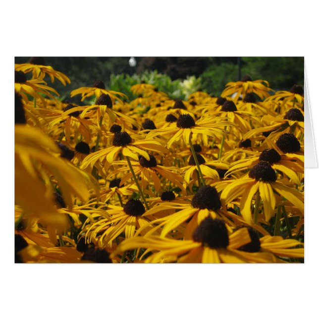 Cartão Um campo de Susies (Frente horizontal)