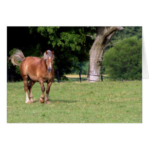 Cartão Um cavalo bonito