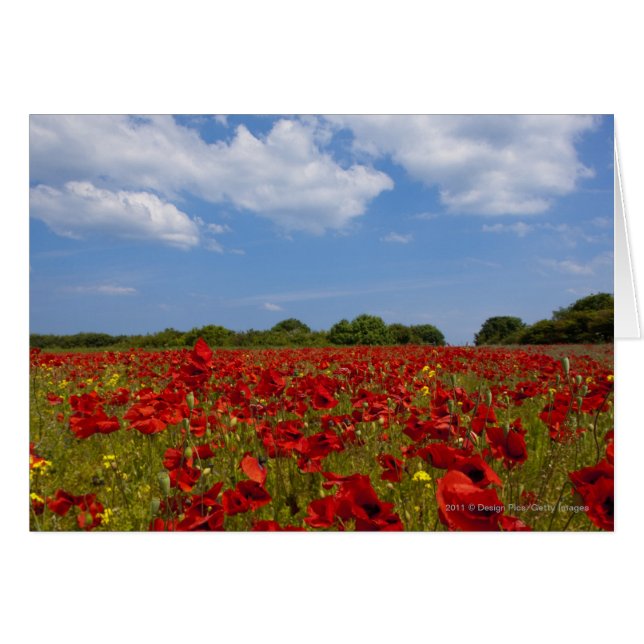 Cartão Um Cheio De Campo De Flores Vermelhas (Frente Horizontal)