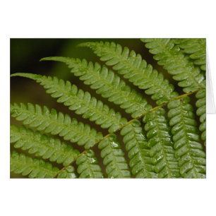 Cartão Um detalhe de samambaia, da Mindo Cloud Forest,