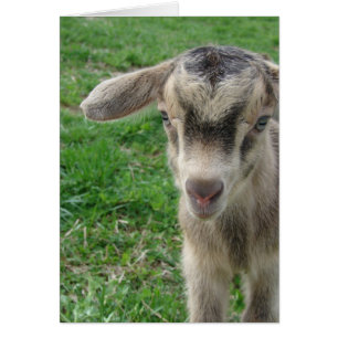 Cartão Um Dia de Idade