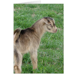 Cartão Um dia de idade trovando o garoto de cabra