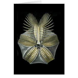 Cartão Um diabrete de mar fóssil