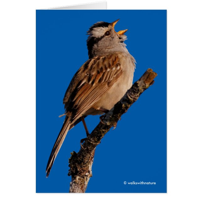 Cartão Um espantalho branco canta ao sol (Frente)